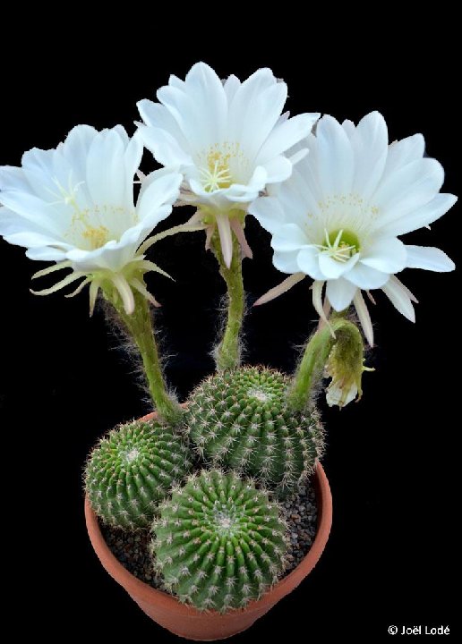 Echinopsis mamillosa RCB011 Cercado, Sta Ana, Bolivia,1860m alt